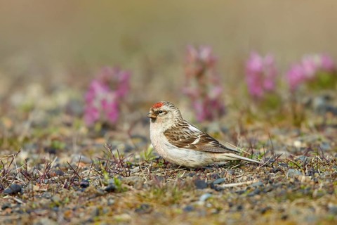 Arctic Redpoll