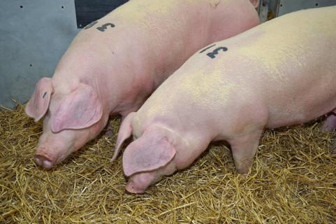 Domestic Pig