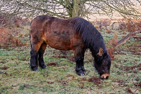 Horse