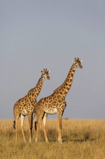 Masai giraffe
