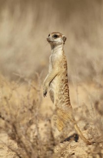 Meerkat