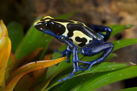 Dyeing frog