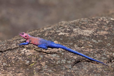 Mwanza flat-headed rock agama