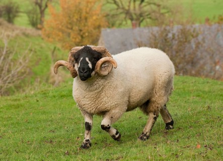 Domestic sheep