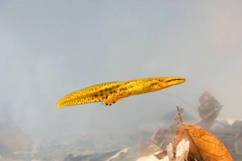 Red-spotted Newt