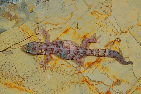 European leaf-toed gecko