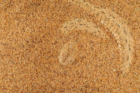 Peringuey's Adder adult