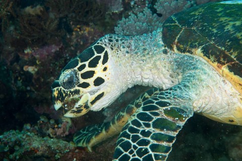 Loggerhead turtle