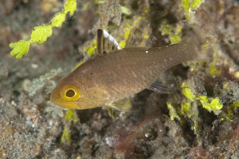 Frostfin Cardinalfish