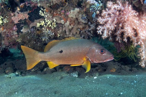 Adult ehrenberg's snapper