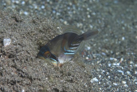 Picasso Triggerfish
