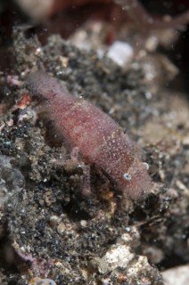 Cryptic Sponge Shrimp