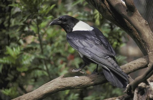 White-necked raven