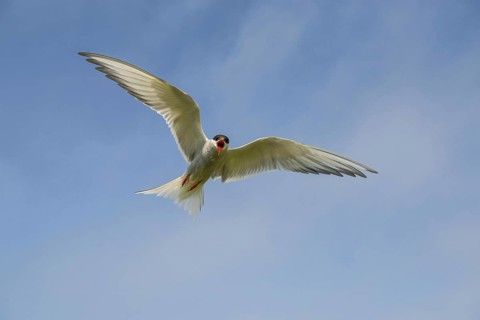 Arctic terns