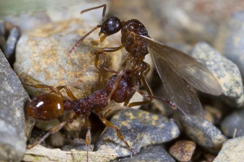 Ant