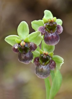 Bumblebee Orchid