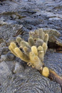 Lava cactus