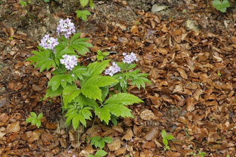 Seven-leaved pinnate coralroot