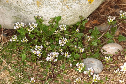 Danish scurvygrass