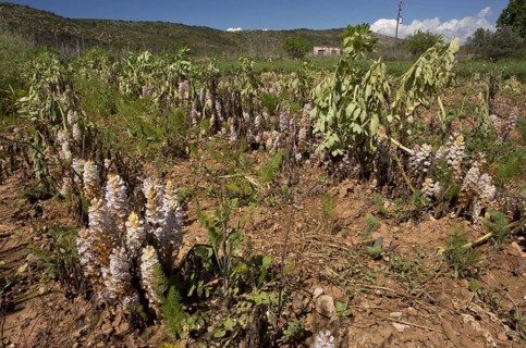 Bean Broomrape