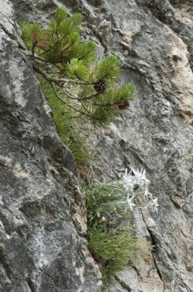 Edelweiss