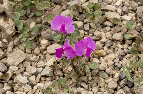 Vavilovia