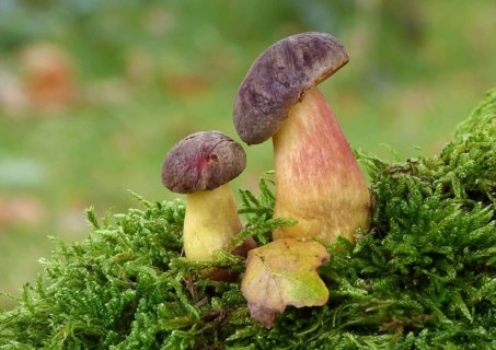 Red-cracked Bolete