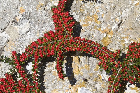Wall Cotoneaster