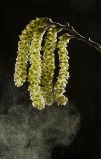 Common common hazel