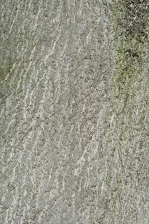 Tree of Heaven