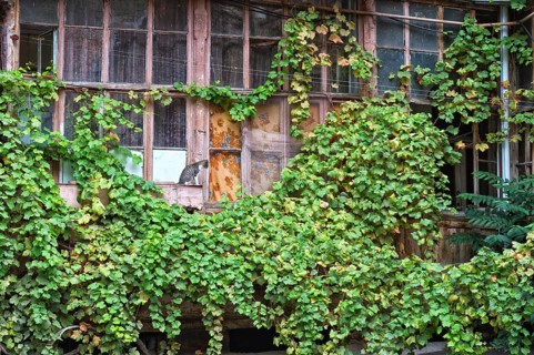 Vine leaves growing on houses in Old Tbilisi
