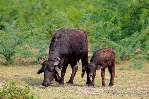 Water buffalo