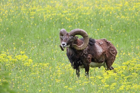 Mouflon