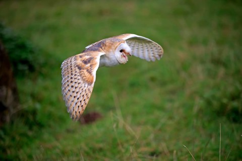 Barn Owl