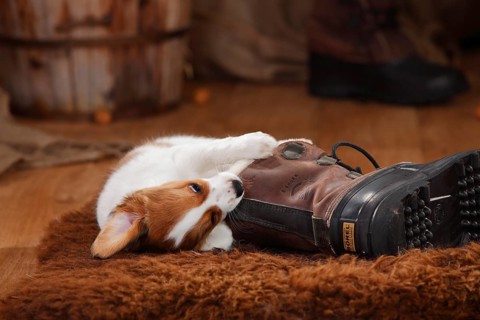 Kooikerhondje