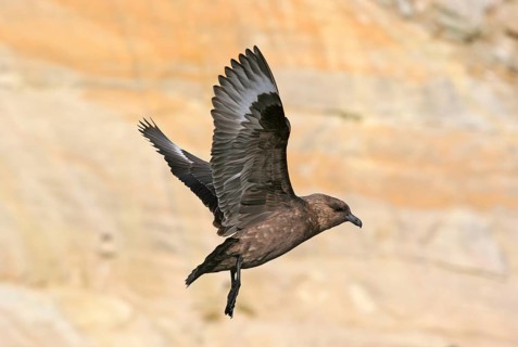 Stercorarius antarctica