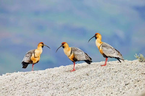 Black-faced Ibis