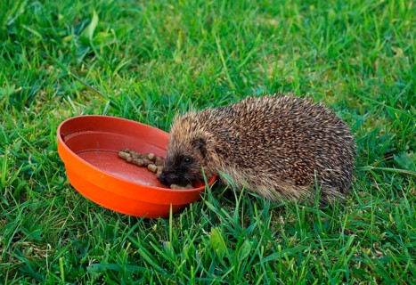 European Hedgehog