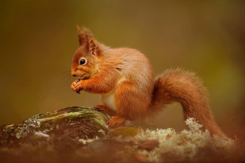Eurasian Red Squirrel