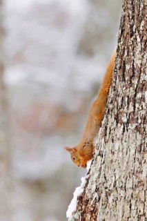 Eurasian red eurasian red squirrel