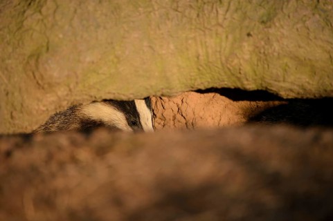 Eurasian Badger