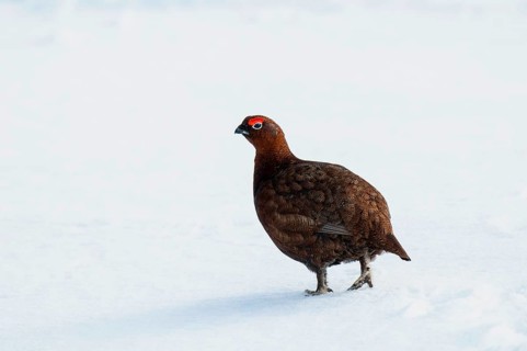 Scottish Grouse