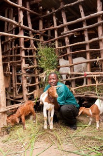 Goat keeping