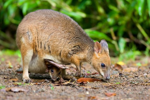 Red-legged red-legged pademelon