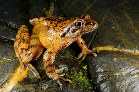 Italian stream frog