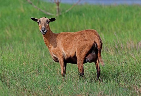 Domestic sheep