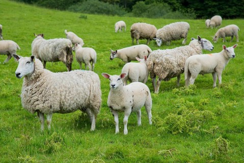 Domestic Sheep