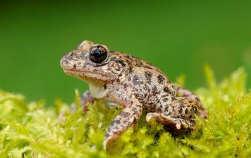 Midwife Toad