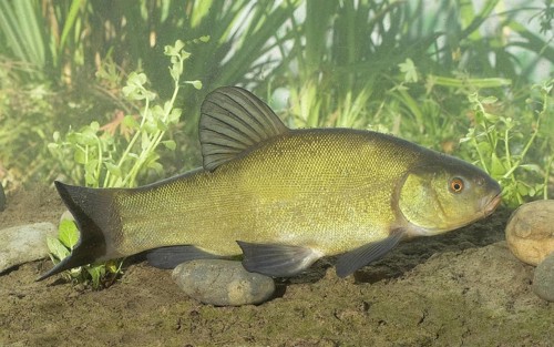 Tench