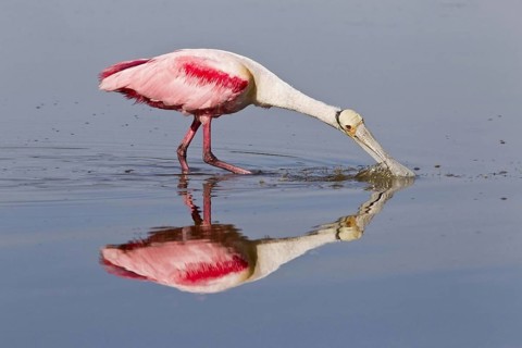 Roseate spoonbill